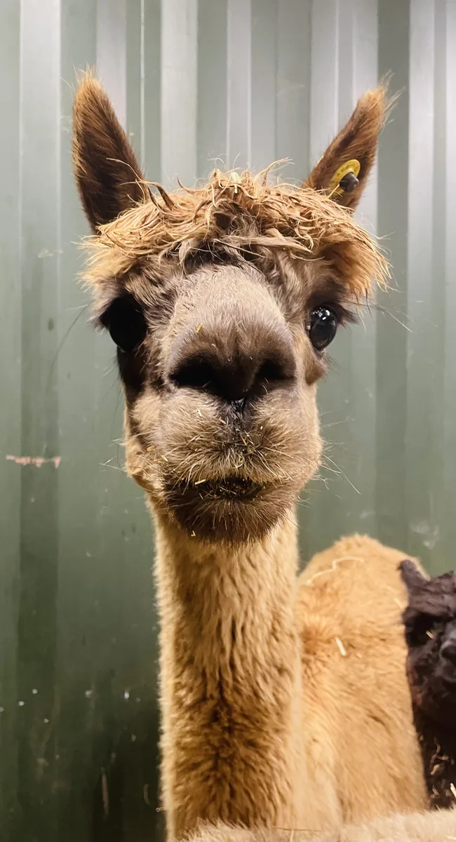 Alpacas from Emily's Mini Farm