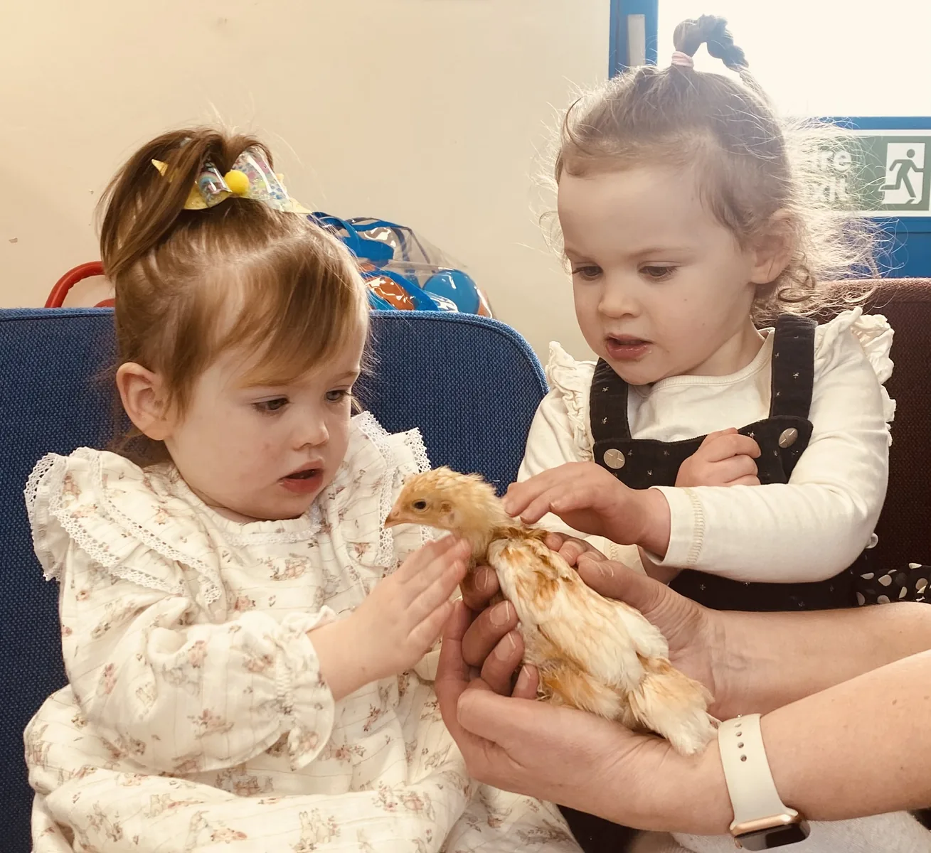 Children meeting chicks from Emily's Mini Farm