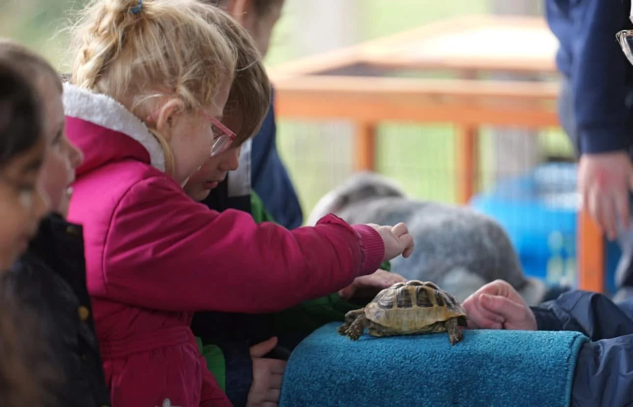 A child enjoying a gentle educational encounter with a tortoise