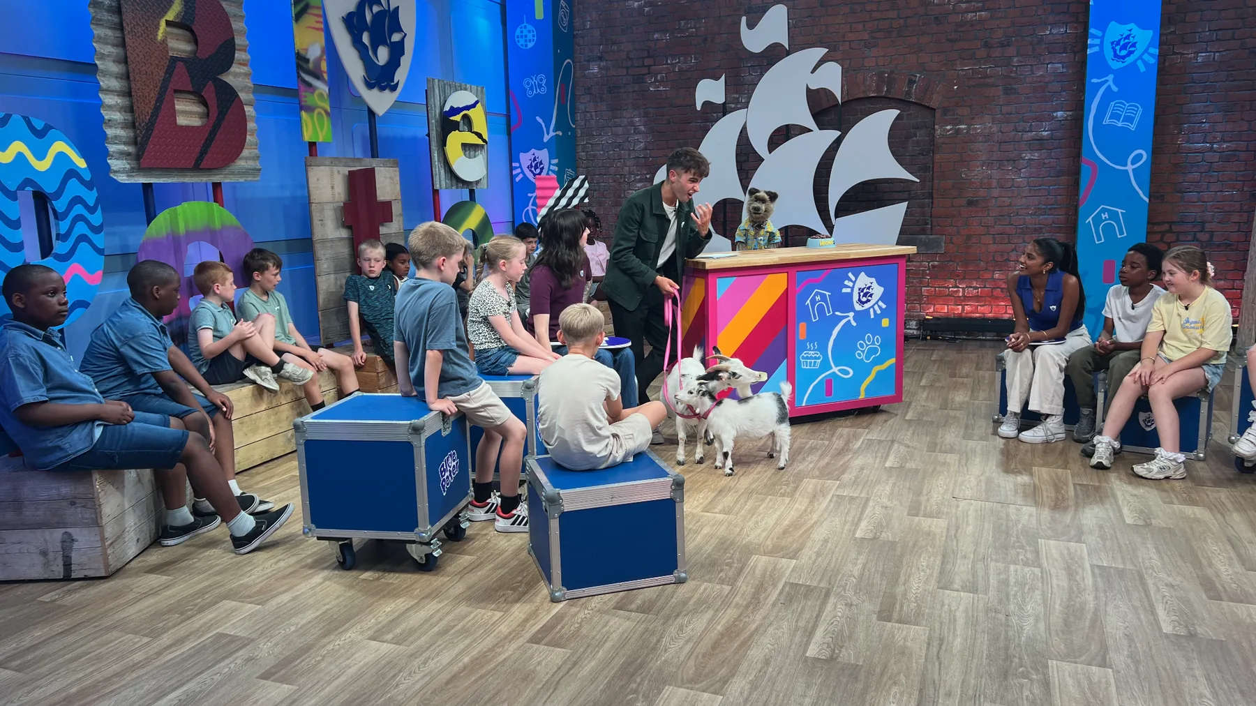 Pygmy goats on the set of a television programme