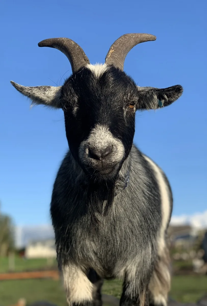 Friendly pygmy goat from Emily's Mini Farm