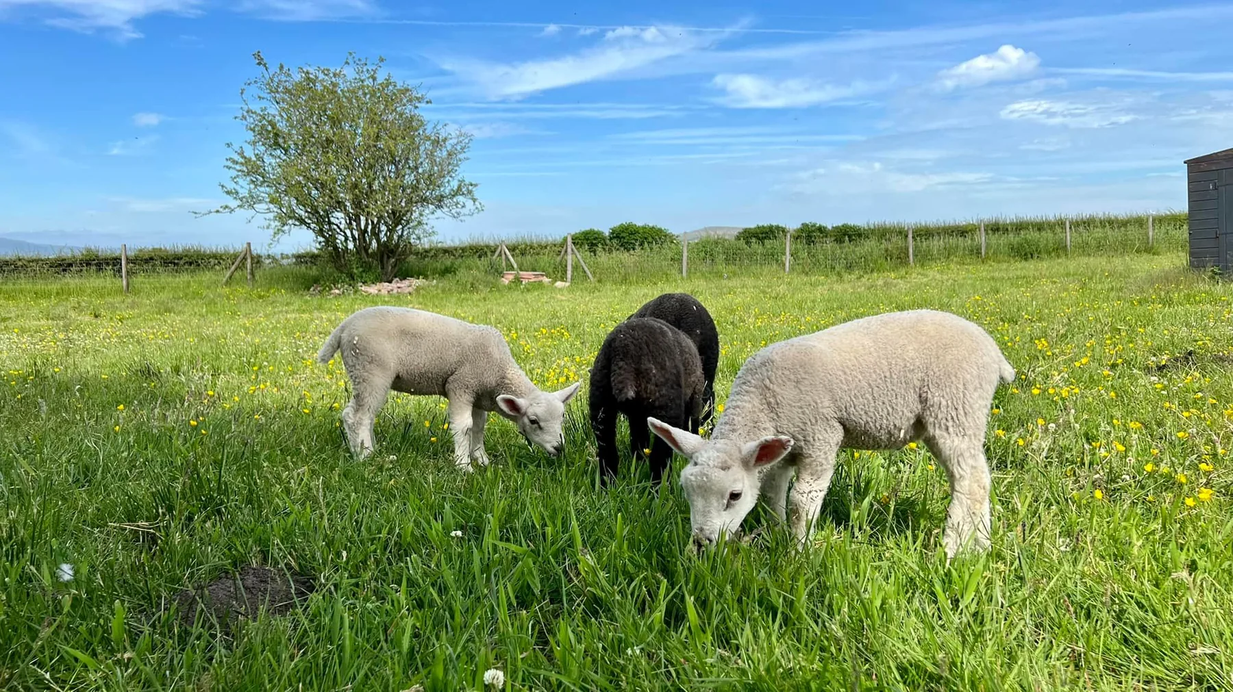 Sheep from Emily's Mini Farm